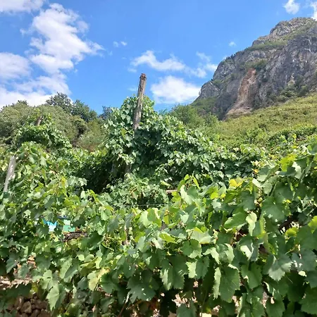 Bujtina Dalmacia *